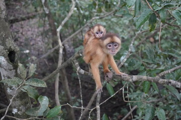 Squirrel monkey with baby  (Saimiri sciureus) Cebidae family. Amazon rainforest, Brazil