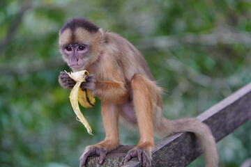 Common squirrel monkey (Saimiri sciureus) Cebidae family. Amazon rainforest, Brazil