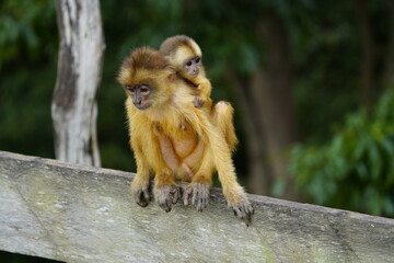 Deforestation Amazon rainforest, near Manaus - Brazil. Photo taken February 12, 2022