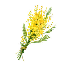 A bouquet of Mimosa tied with a string. Painted in watercolor on a white background. Spring yellow flowers. Easter flowers.