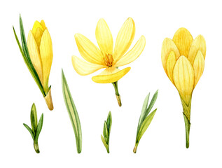 Yellow crocuses painted in watercolor. A clip art of spring flowers on a white background.