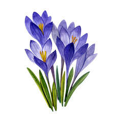 A bouquet of purple crocuses. Flowers painted in watercolor. Illustration of spring flowers on a white background.