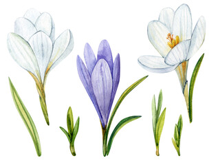 Naklejka premium White and purple crocuses. Flowers painted in watercolor. A clip art of spring flowers on a white background.