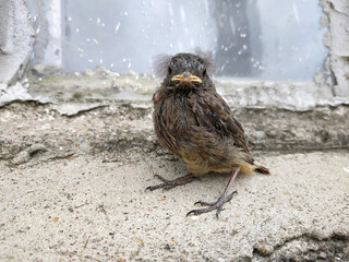 A chick who learns to fly, against the background of a farm window