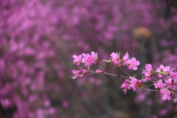 Obraz premium Yakut sakura in the forest in Yakutia. Daurian Rhododendron in a forest in Yakutia. Flowering bush of Daurian Rhododendron. Floral background