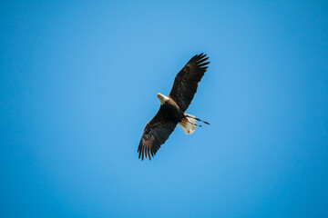 Eagle in the blue sky