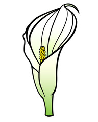 Calla flower, tropical plant - vector full color picture. Calla inflorescence - botanical illustration