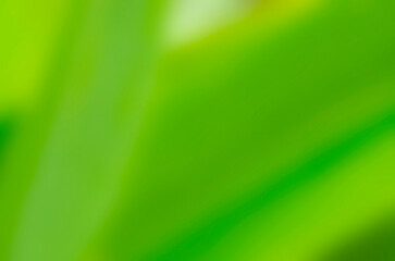 Abstract nature blured background of a grass on a sunny day with beautiful bokeh. Defocused backdrop with sunshine and leaves.