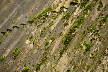 Green moss and algae on slate roof tiles. Texture background. Old slate covered with islands of green moss.