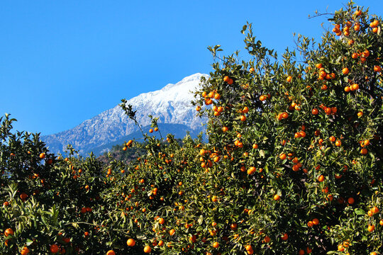 Fresh Ripe Oranges In An Orchard On Mediterranean Coast Of Turkey