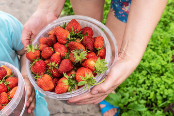 Close-up of woman hands with bucket full of freshly picked strawberries, outdoor new harvest concept. Fresh eco organic strawberry. Home business, home home seasonal business, hobby