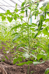 Greenhouse with young tomato plants. Small greenhouse business, small business from home. Growing tomatoes at home in a greenhouse. The concept of organic food, healthy food and favorite Hobbies.