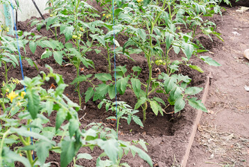 Greenhouse with young tomato plants. Small greenhouse business, small business from home. Growing tomatoes at home in a greenhouse. The concept of organic food, healthy food and favorite Hobbies.