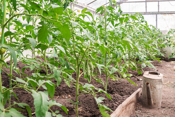 Greenhouse with young tomato plants. Small greenhouse business, small business from home. Growing tomatoes at home in a greenhouse. The concept of organic food, healthy food and favorite Hobbies.