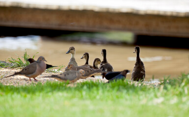 Fototapeta premium Mallards feeding along the shore of an Ontario river.