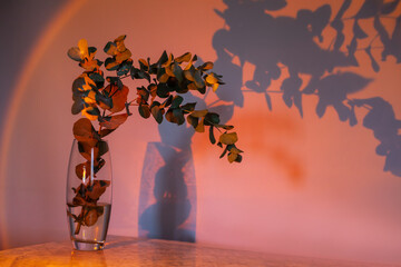 Branch of eucalyptus in a glass vase illuminated by a lamp imitating a sunset