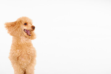 A cute poodle dog isolated on a white background. The happy dog is jumping and smiling. Billboard.