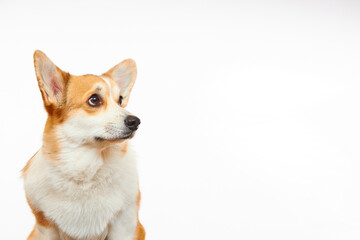 Cute Welsh Corgi Pembroke dog isolated on a white background. The dog is looking up. Beautiful holiday card. Billboard.