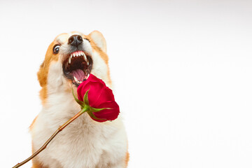 Funny Welsh Corgi Pembroke dog with a red rose isolated on a white background. Pet Day. Postcard for International Women's Day and Valentine's Day. Concept of love and friendship between man and dog.