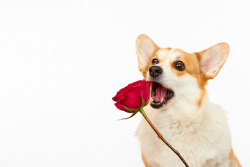 Funny Welsh Corgi Pembroke dog with red rose isolated on white background. Pet Day. Postcard for International Women's Day. A gift for a beloved pet. Concept of love and friendship between man and dog