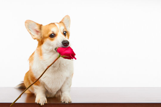 Funny Welsh Corgi Pembroke dog with a red rose in its mouth isolated on a white background. The dog catches the flower. Beautiful postcard for valentine's day, international women's day and birthday.