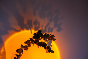 Projecting sunset lamp illuminates a branch of Eucalyptus cinerea