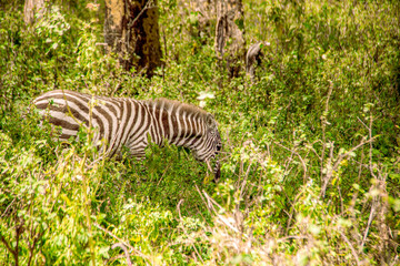 Naklejka na ściany i meble View of a young plains zebra foal at the forest edge in Lake Nakuru National Park in Kenya, East Africa, trying to hide in the bushes