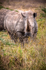 Close-up view of a white rhino looking at the camera in the savannah grasslands of the Lake Nakuru...