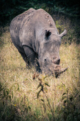 Beautiful view of a white rhino roaming the savannah grasslands of the Lake Nakuru National Park in Kenya