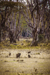 Fototapeta na wymiar View of a group of anubis baboons heading towards a spooky, eerie forest on the edge of the savanna grasslands in Lake Nakuru National Park in Kenya