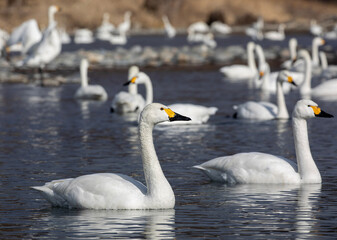 swans on the river