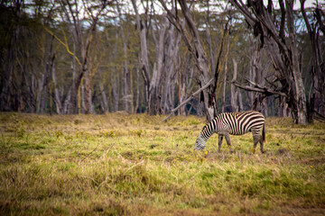 View of a lone zebra grazing in front of a spooky, eerie forest on the edge of the savanna grasslands in Lake Nakuru National Park in Kenya