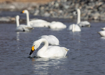 Obraz premium mute swan cygnus olor