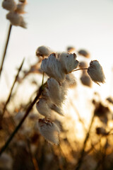 Luminous cotton flower transmitting peace
