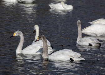 swans on the lake