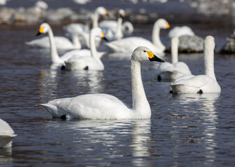 swans on the lake
