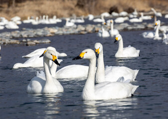 Fototapeta premium swans on the lake