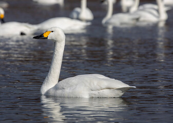 Fototapeta premium mute swan cygnus olor