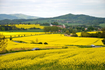 field of yellow flowers