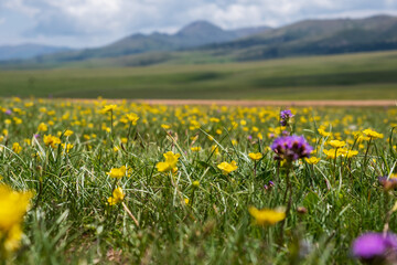 Fototapeta premium Beautiful blooming flowers with mountains and cloudy sky on background. Spring on Assy plateau.