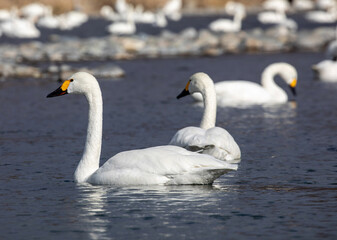 Obraz premium swans on the lake
