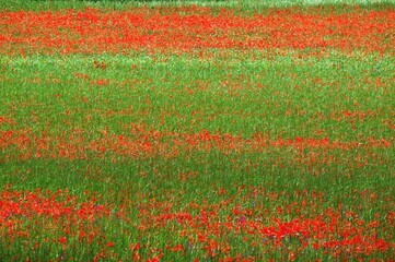 field of poppies