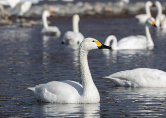 Fototapeta premium swans on the lake