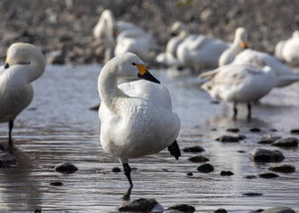 group of seagulls