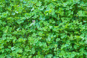 Green clover or trefoil leaves background