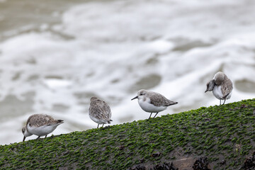 Four sanderlings (Calidris Alba) sitting on a rocky ridge near the sea