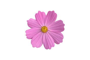 Isolated cosmos flowers with clipping paths.