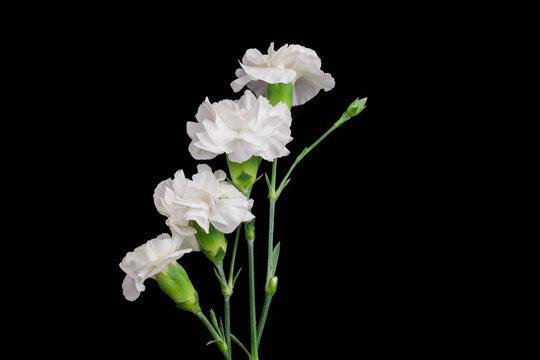 photo of white carnations flowers on black background