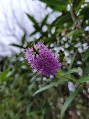 Pink flower in the wild