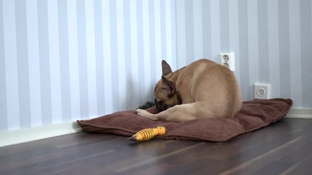 Two Dogs Cleaning Them Self Indoors. Static Wide Shot.